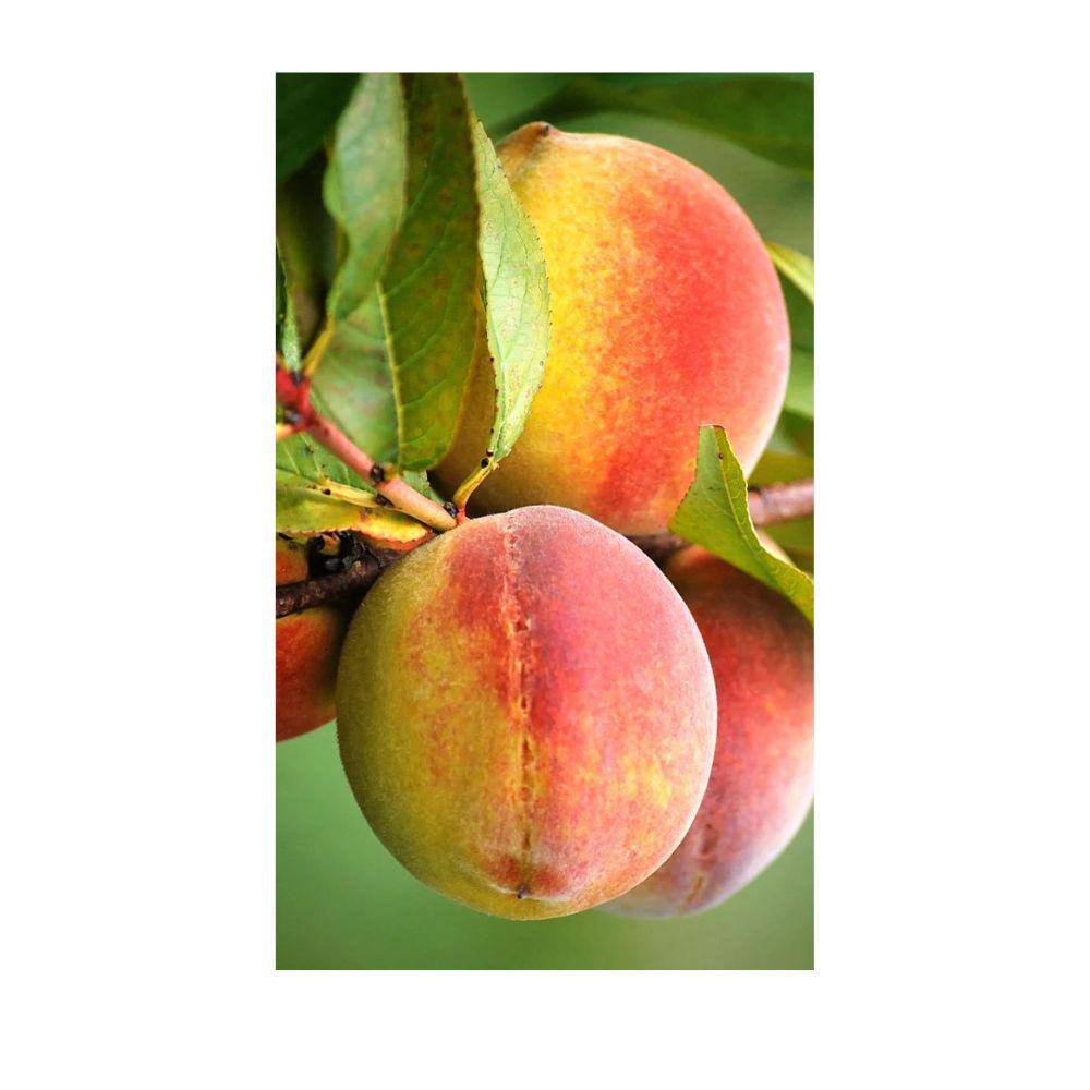 5 gal. Harvester Peach Tree PCHHAR05G