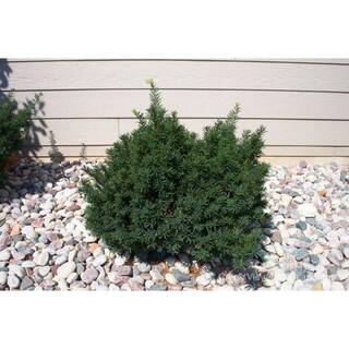 BELL NURSERY 3 Gal. Densiformis Yew (Taxus) Live Evergreen Shrub TAXUS3MDE1PK