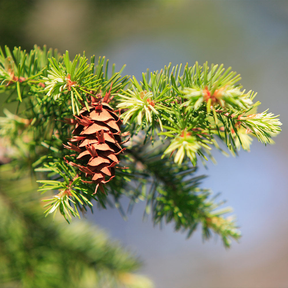 Douglas Fir Tree