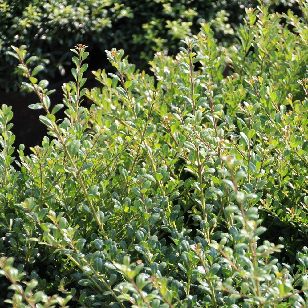 national PLANT NETWORK 2.25 Gal. Holly Compacta Shrub HD7142