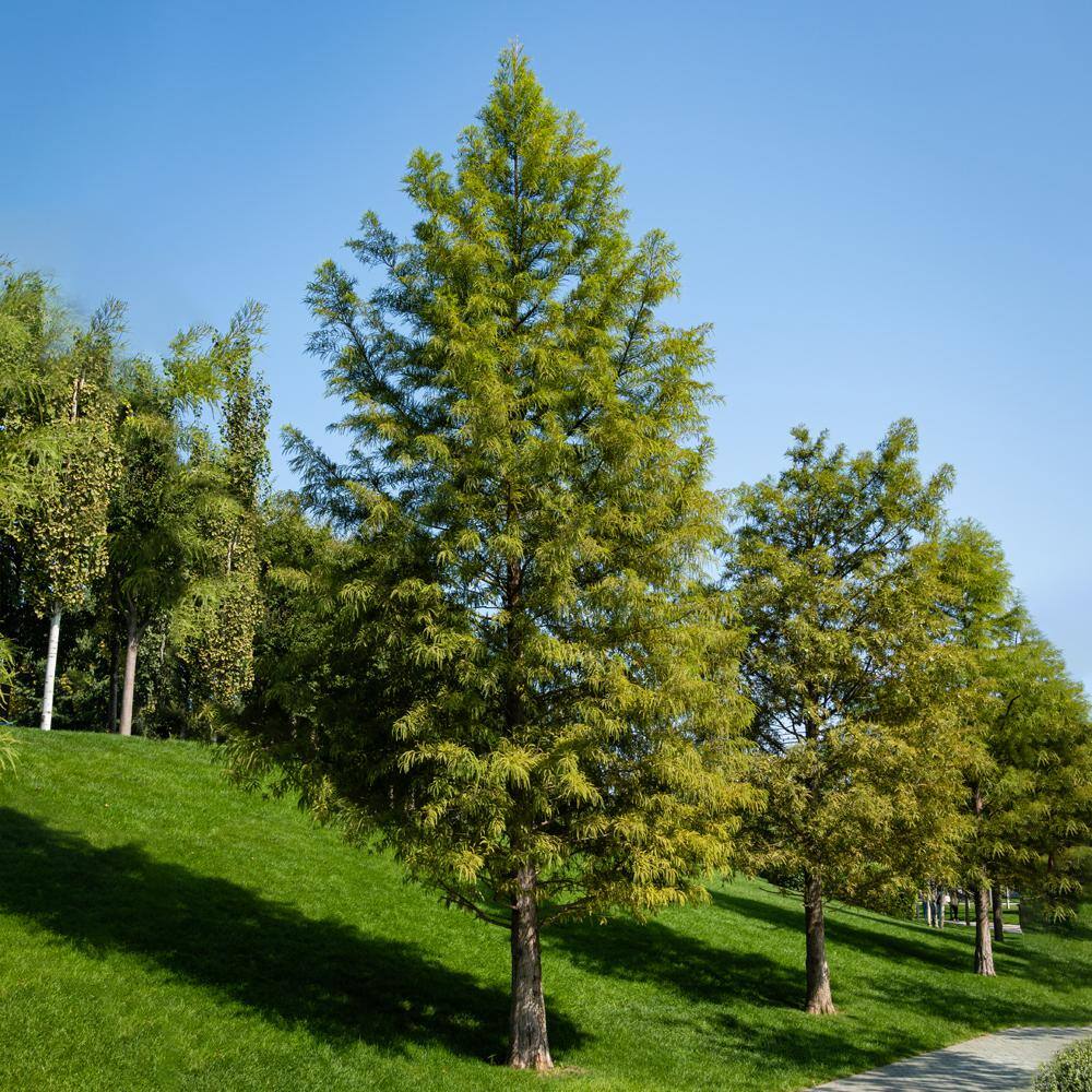 Bald Cypress Shade Tree CYPBAL05G
