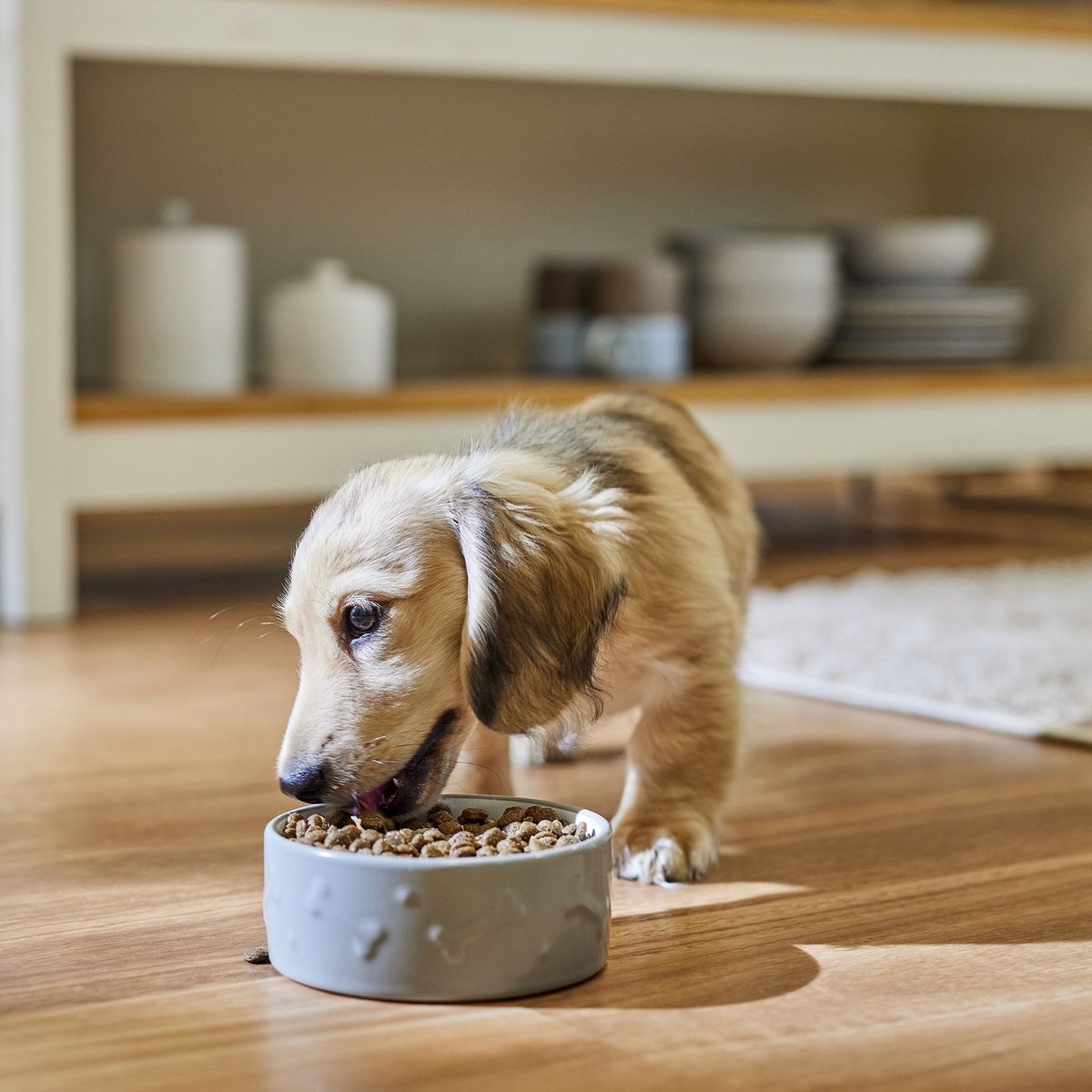 Farmina NandD Ancestral Grain Chicken and Pomegranate Recipe Mini Puppy Dry Dog Food