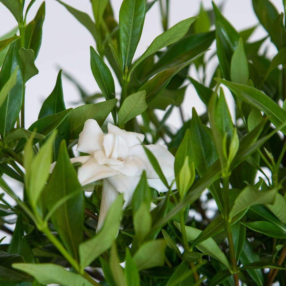 FLOWERWOOD 2.5 Qt. Frost Proof Gardenia Live Evergreen Shrub White Fragrant Blooms 2099Q