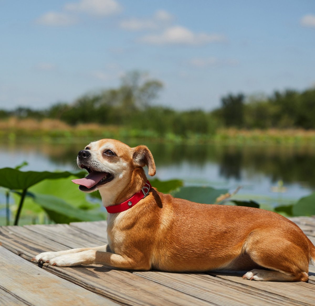 Frisco Outdoor Solid Textured Waterproof Stink Proof PVC Dog Collar