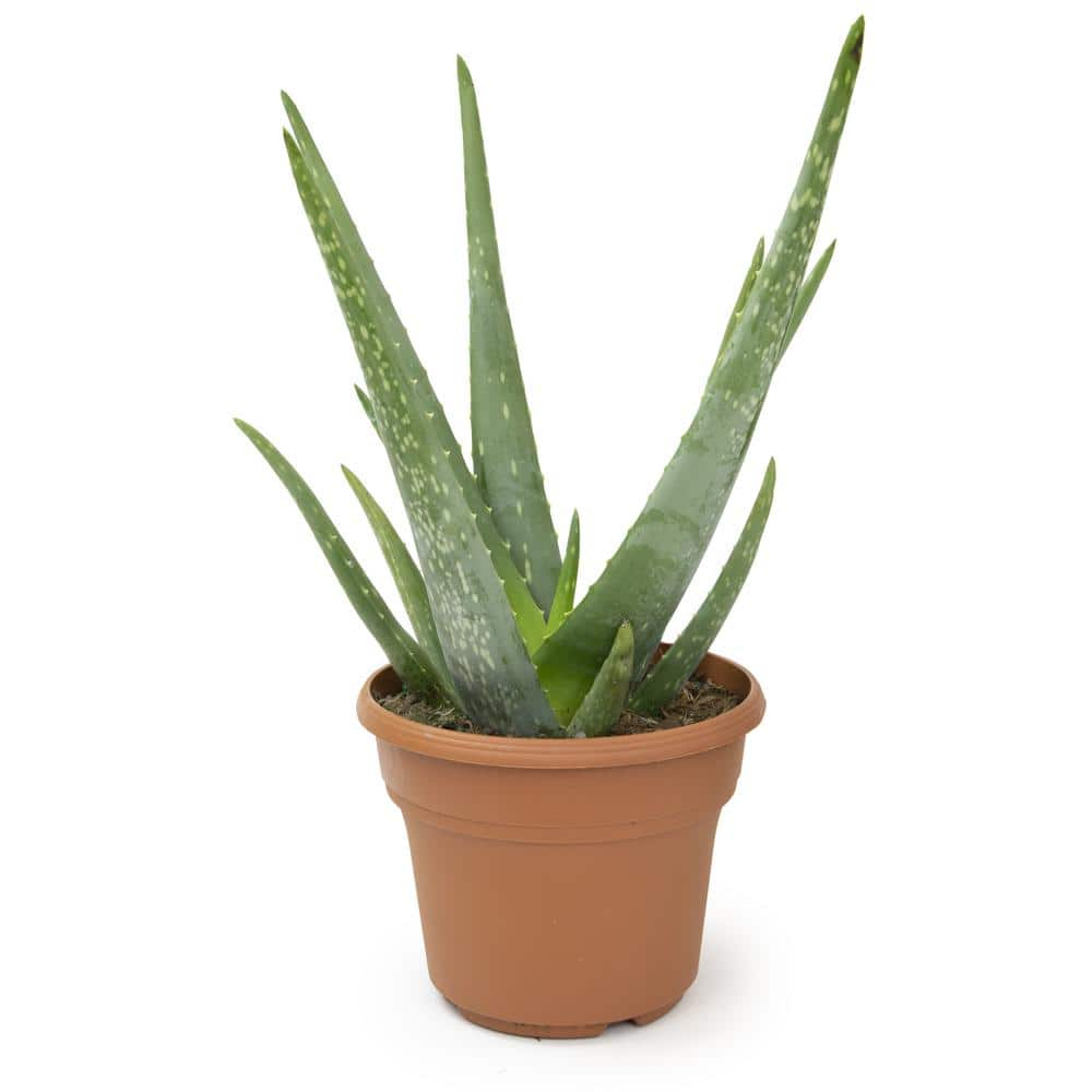 ALTMAN PLANTS 6 in. Single Aloe Vera in Panterra Clay Deco Pot 0872602