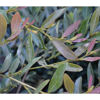 Vigoro 3 Gal. Blue Cascade Distylium Evergreen Shrub with Cascading Blue Green Foliage and Maroon New Growth 10869