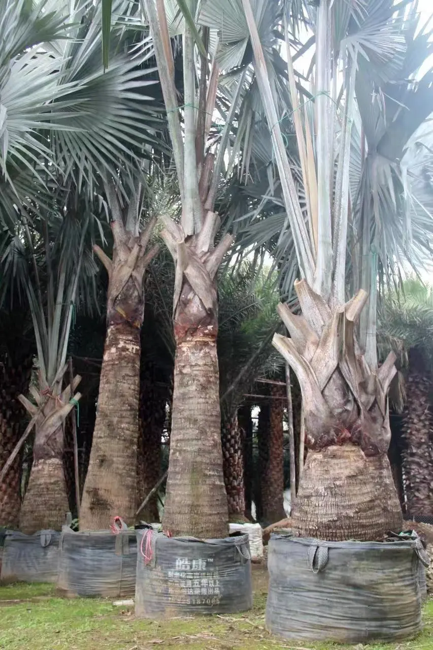 HOKBG Factory price High Quality 75 gallon Palm tree grow bags  for outdoor street decoration