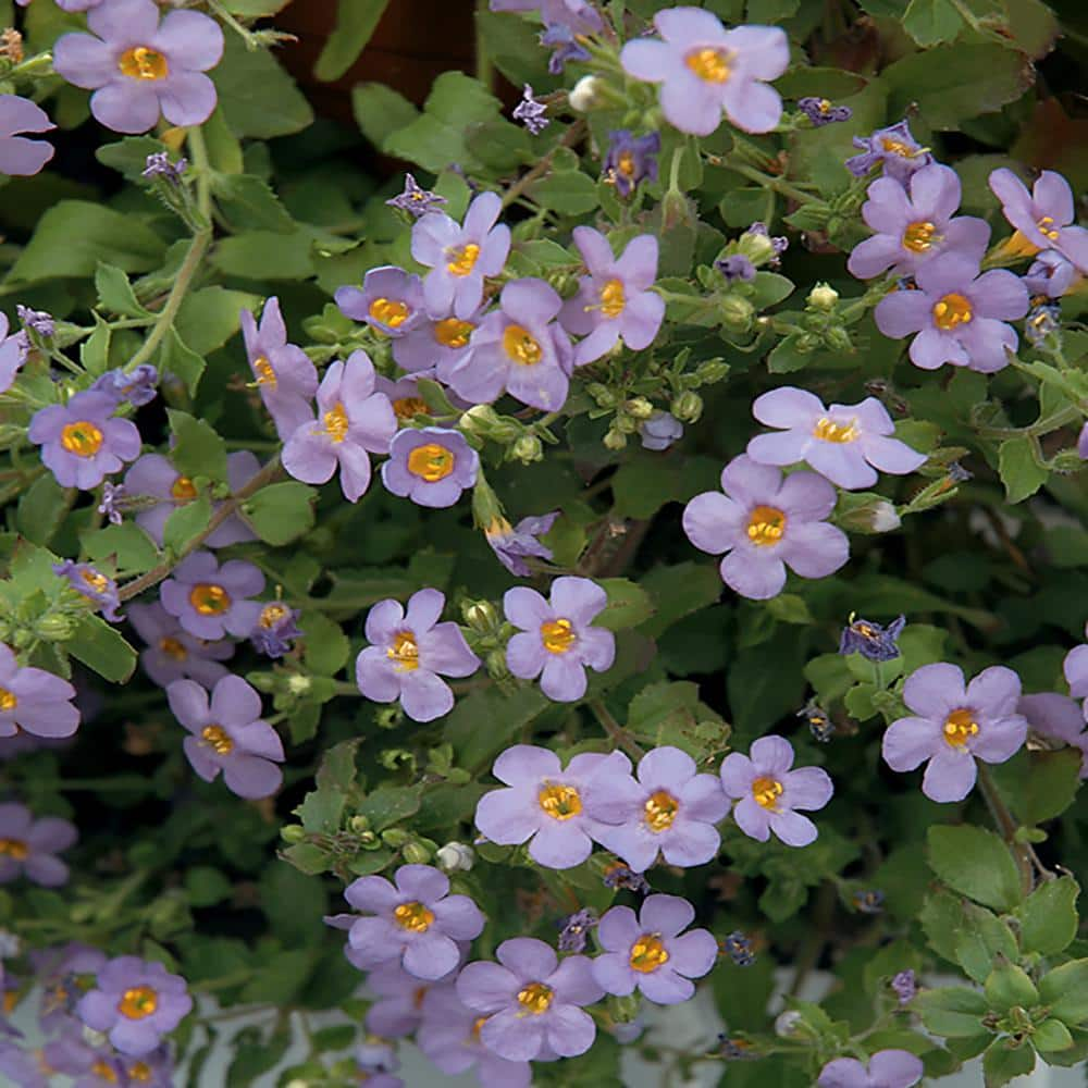 10.75 in. Bacopa Blue Hanging Basket 3655