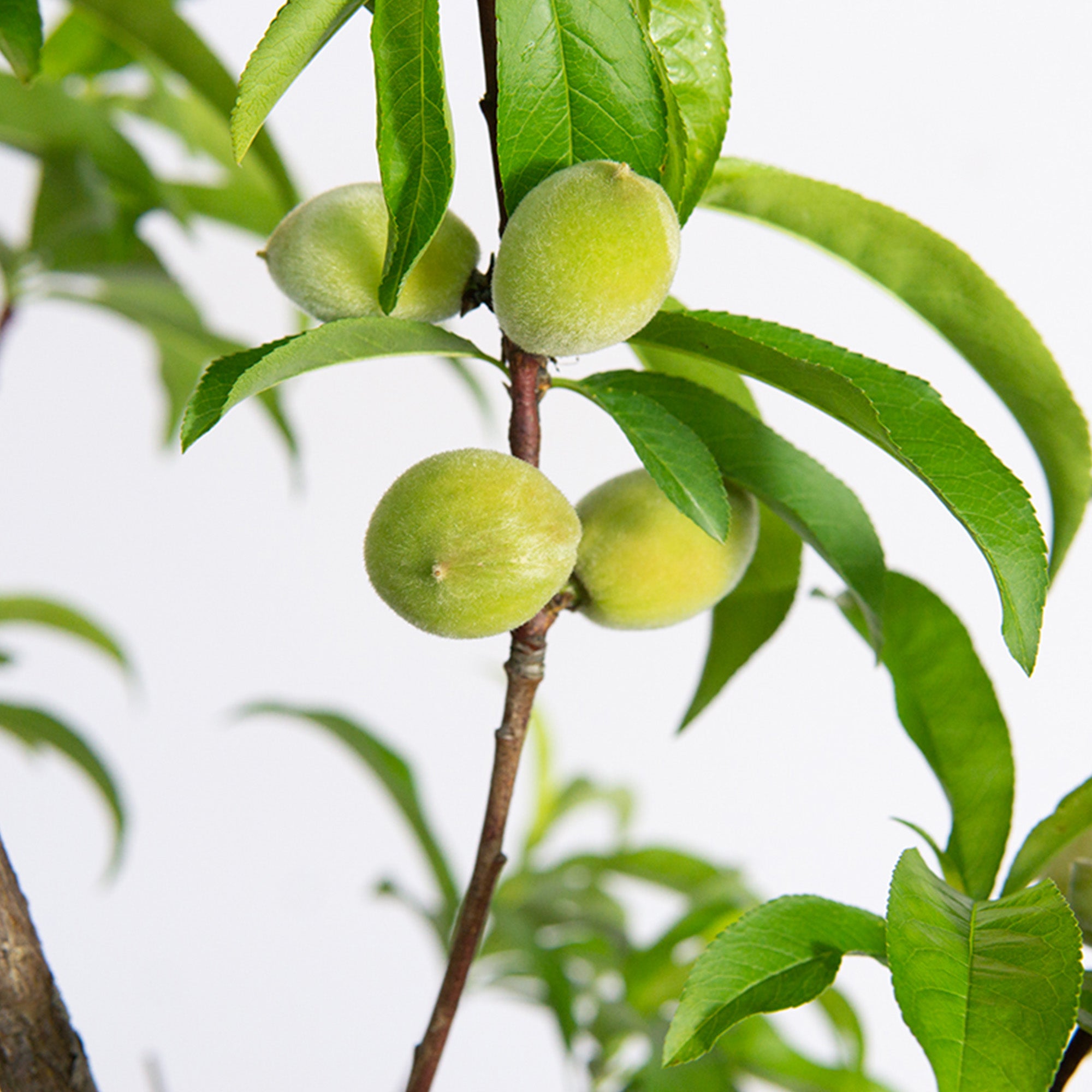 4-5 ft July Prince Peach Tree - Pink Spring Flowers - Sweet Tartness