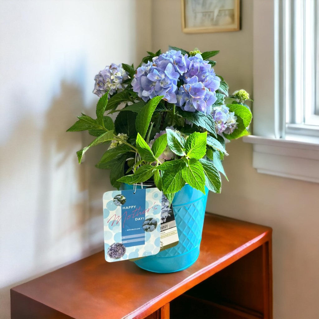 Mini Penny Hydrangea with beautiful pot