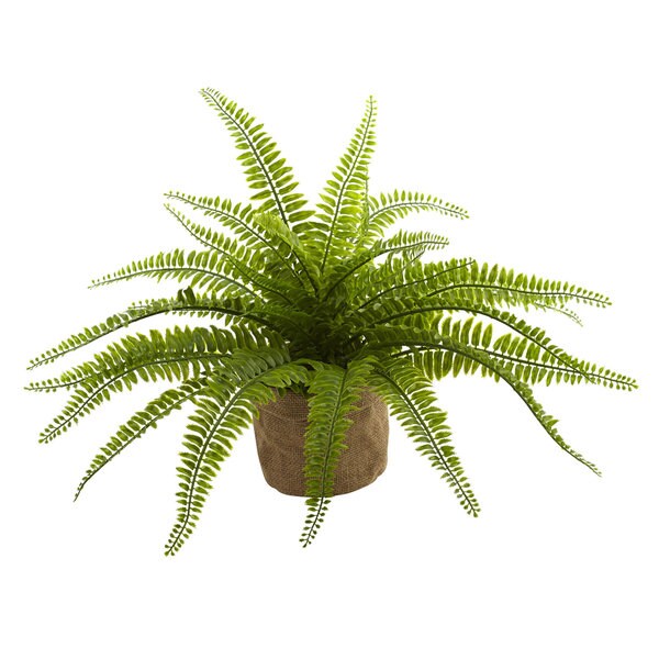 Boston Fern w/Burlap Planter (Set of 2)