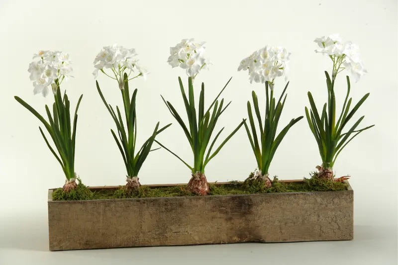 White Bulbs Arrangement in a Wooden Rectangular Planter