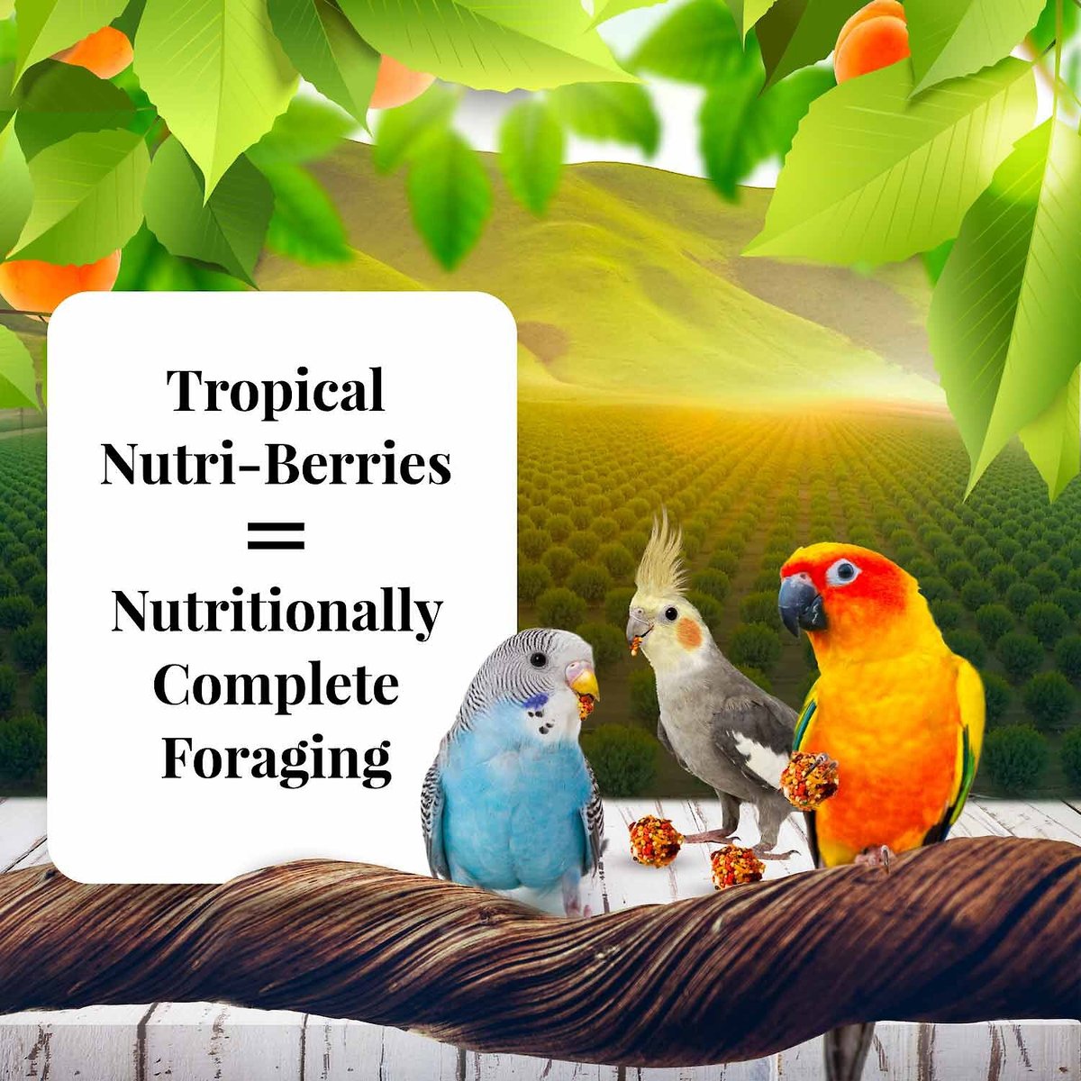 Lafeber Sunny Orchard Nutri-Berries Bird Food， 10-oz bag