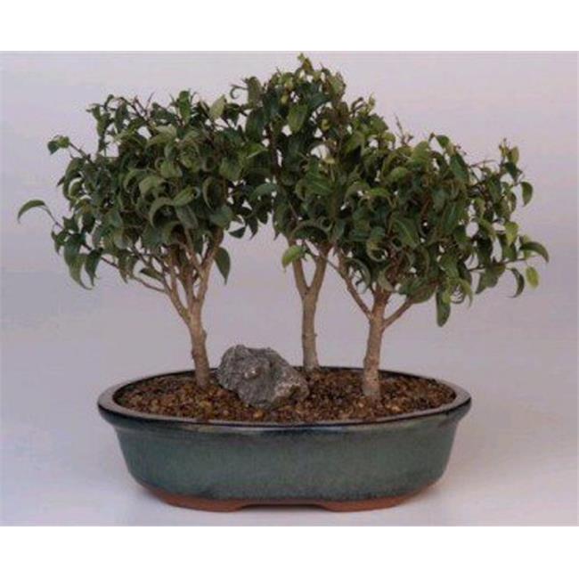 Bonsai Boy of New York d1337 Ficus Benjamina Forest Group Ficus Too Little Bonsai Tree