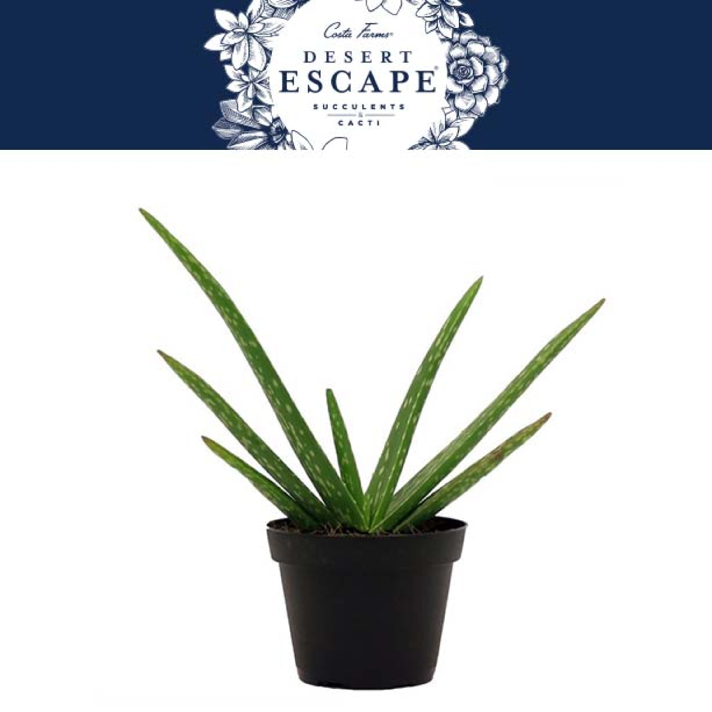 Costa Farms Desert Escape Live Indoor 7in. Tall Green Aloe Vera; Bright， Direct Sunlight Plant in 4in. Grower Pot