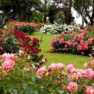 VAN ZYVERDEN Roses - White Magic (1 Root Stock) 83387