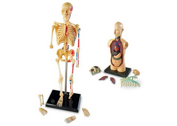 Learning Resources LER3338 Anatomy Models Set