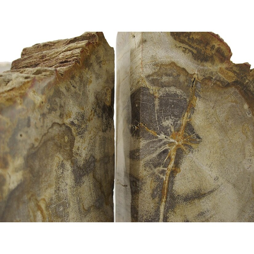 Indonesian Palmwood Light Color Petrified Wood Bookends 6 8 Pounds   8 X 4 X 2.5 inches