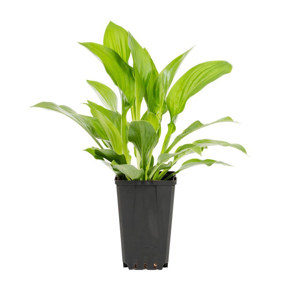 METROLINA GREENHOUSES 1 Qt. Green Royal Standard Hosta Perennial Plant 44025