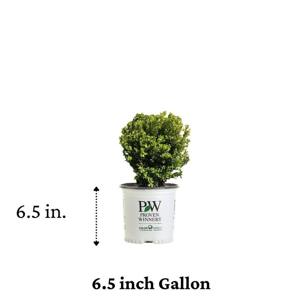 PROVEN WINNERS 1 Gal. Sprinter Boxwood (Buxus) Live Evergreen Shrub Green Foliage BUXPRC1006101