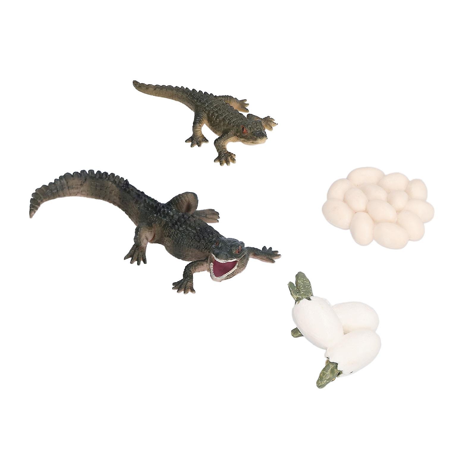 Simulation Animal Crocodile Growth Cycle Model Crocodile Growth Process Children's Science Education Educational Toys