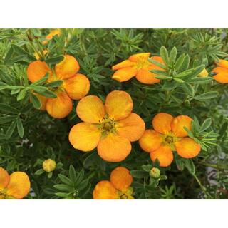 BLOOMIN' EASY Jumbo Pint Bella Sol Potentilla Live Shrub Sunset Orange Flowers DGPE3759