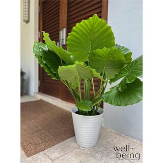 NATURE'S?WAY FARMS Alocasia California Live Outdoor Plant in Growers Pot Average Shipping Height 2-3 Ft. Tall 3125