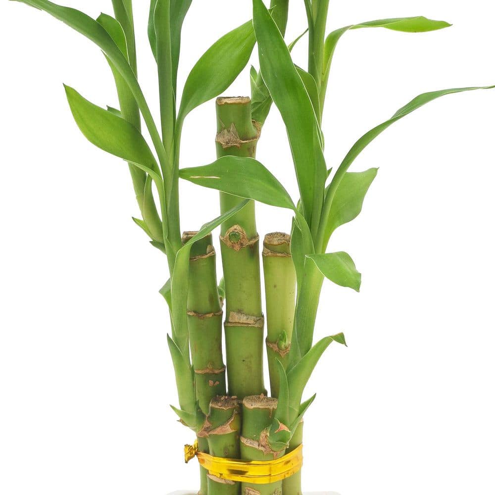 Arcadia Garden Products 2-12 in. 5-Stem Lucky Bamboo Contour II White Ceramic Planter LV27