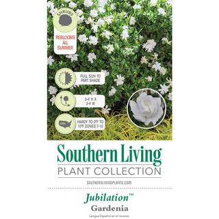 SOUTHERN LIVING 2.5 Qt. Jubilation Gardenia Live Evergreen Shrub White Fragrant Blooms 2096Q