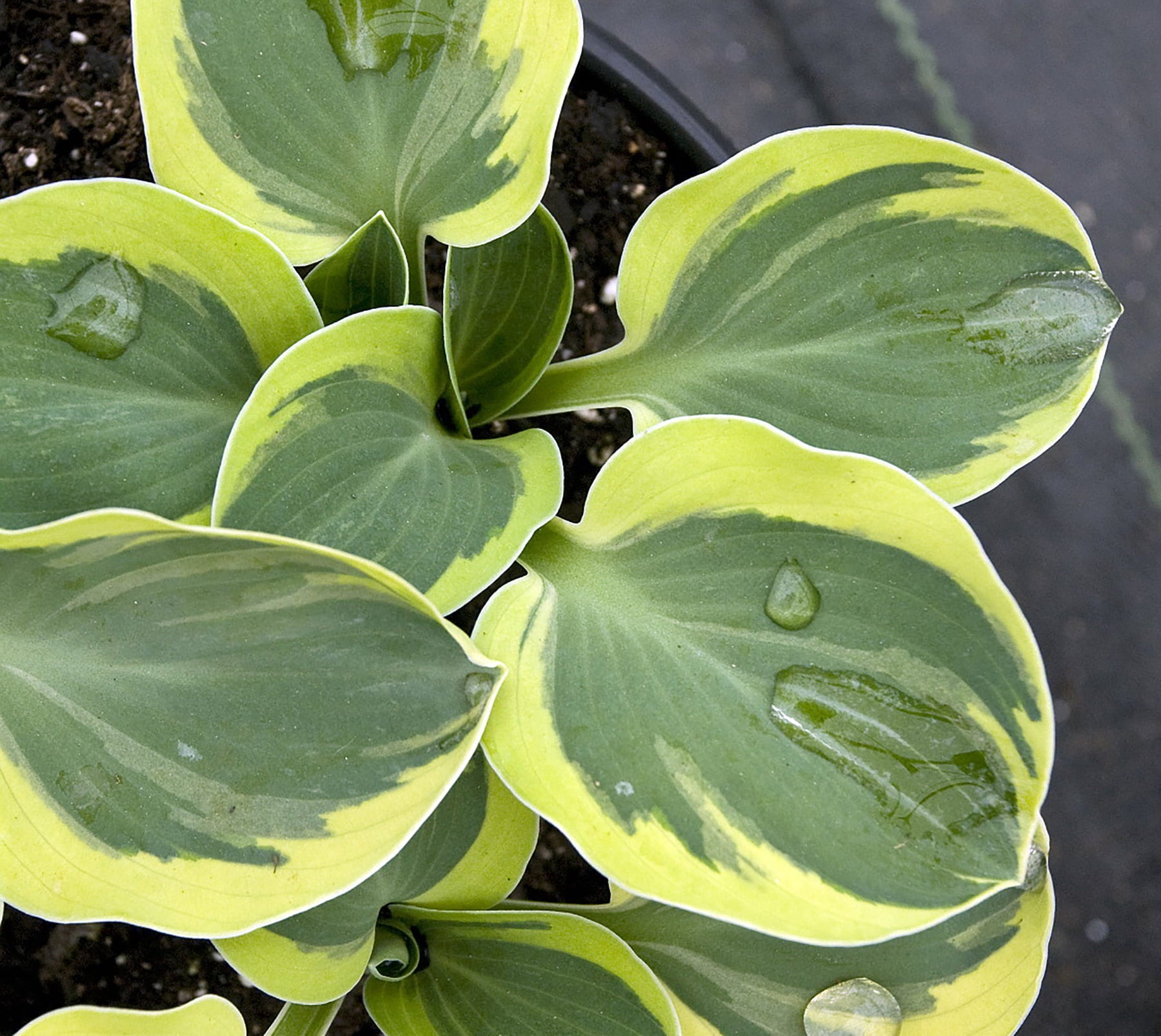 Mini Mighty Mouse Hosta - Dwarf/Fairy Garden - 4