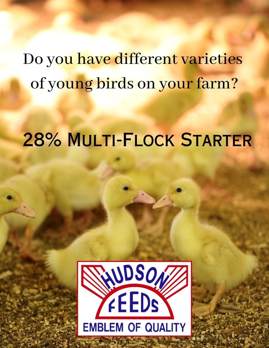 Hudson Feeds Multi-Flock Starter Complete Poultry Feed， 50-lb bag