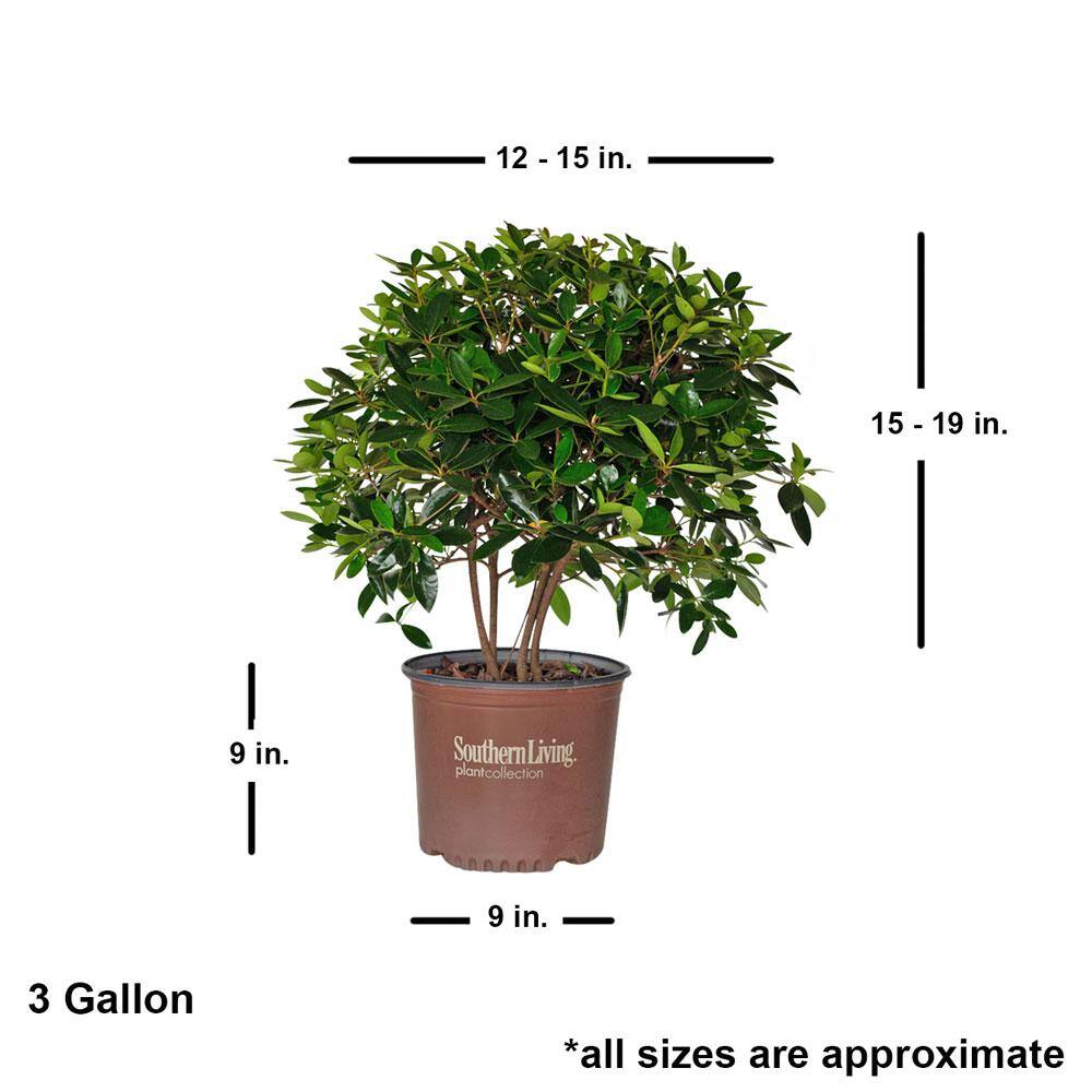 SOUTHERN LIVING 3 Gal. Bigfoot Cleyera - Live Fast Growing Evergreen Shrub Glossy Foliage 55073