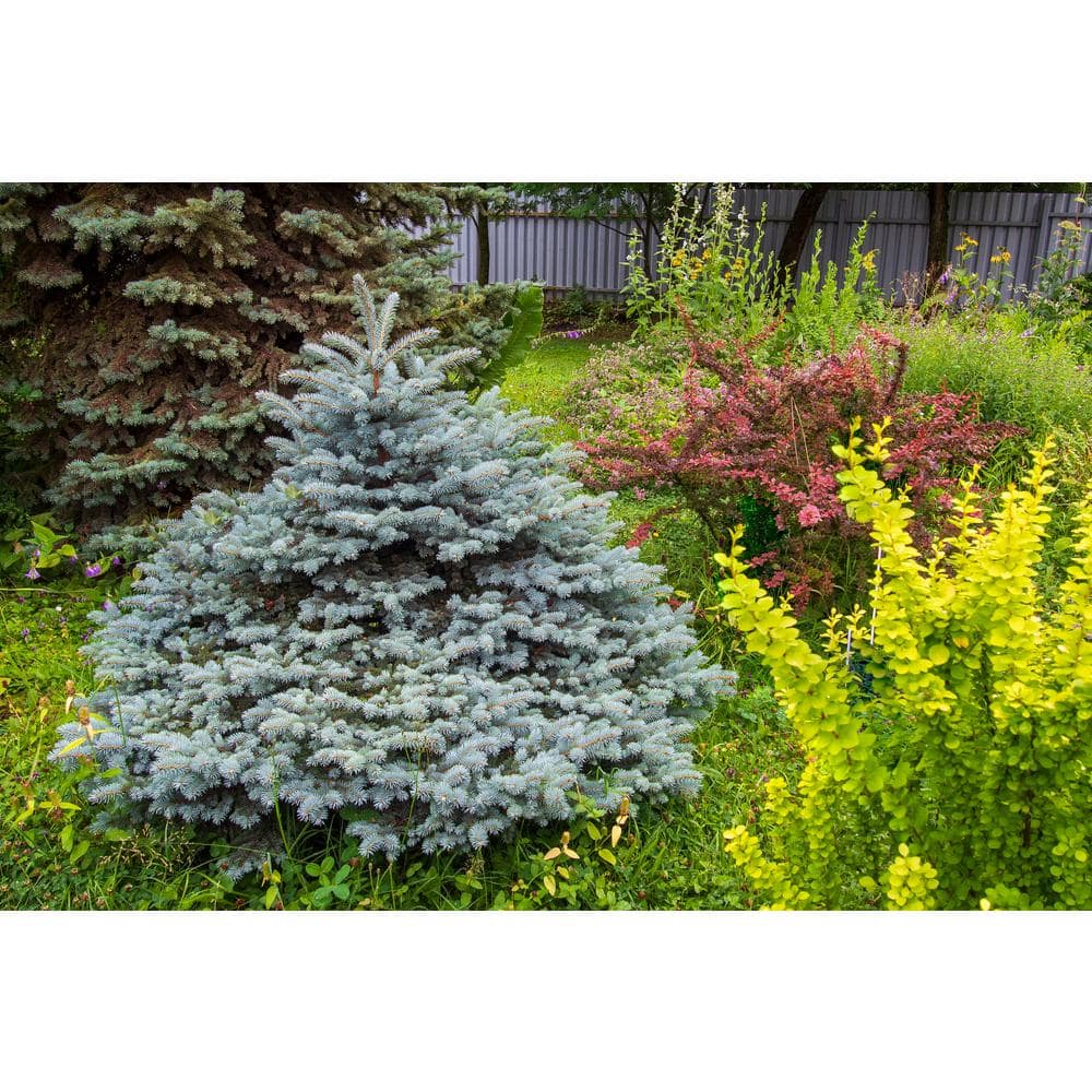 Online Orchards 1 Gal. Baby Blue Spruce Shrub With Silvery Turquoise Evergreen Needles CFSP004