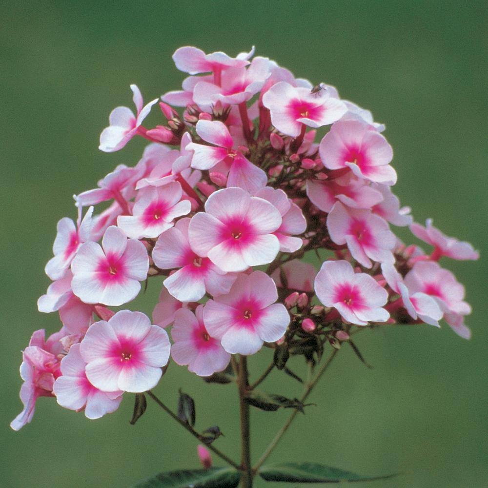 NATURE'S NUTRIENTS 2 QT Phlox 'Flame Pro Baby Doll' White Perennial Plant 1005991256