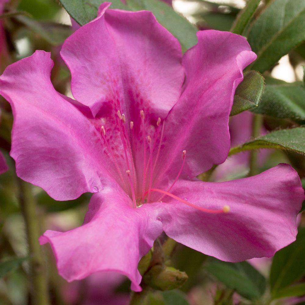 ENCORE AZALEA 2 Gal. Autumn Royalty Encore Azalea Shrub with Magenta Purple Reblooming Flowers 80552