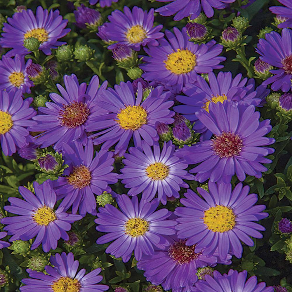 METROLINA GREENHOUSES 1 Gal. Believer Blue and Purple Aster Plant 21440