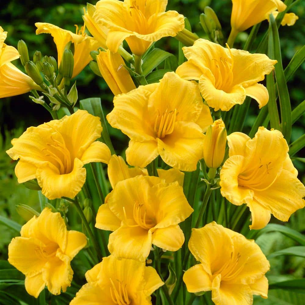 VAN ZYVERDEN Yellow Daylily Re-Blooming Stella de'Oro Roots (5-Pack) 83491