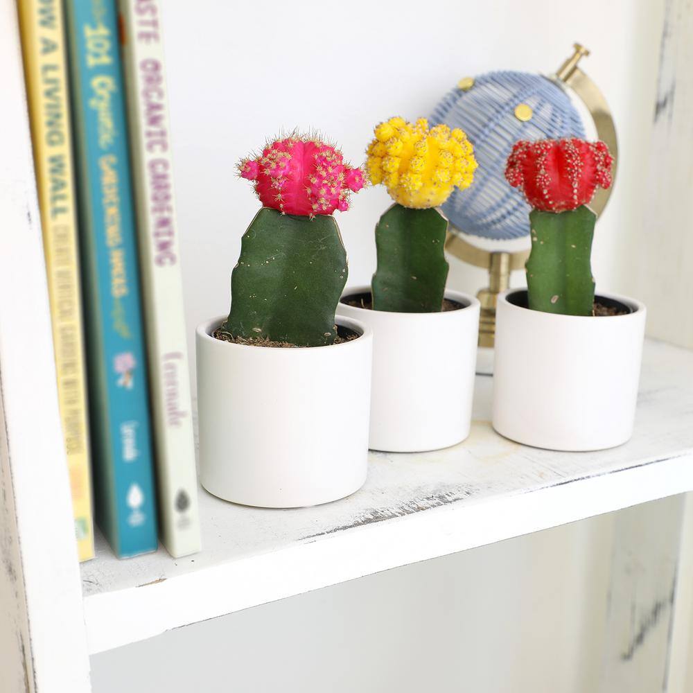 ALTMAN PLANTS 2.5 in. Assorted Grafted Cactus 3-Pack in White Glazed Clay Pot 0872545