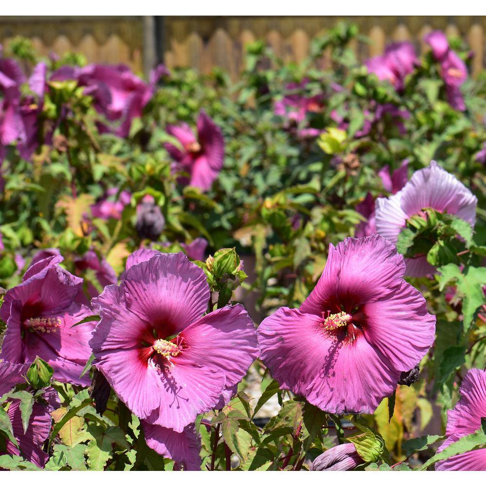 SEASON TO SEASON 1 Gal. Summer Spice with Purple Blooms Plumb Flambe Hibiscus Plant 18061