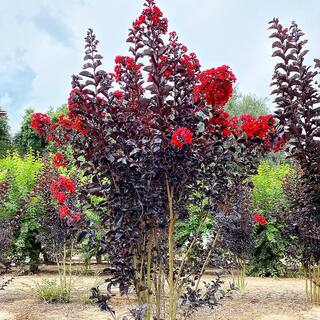 BLACK DIAMOND 3 Gal. Red Hot Crape Myrtle Tree CRMBRH03G