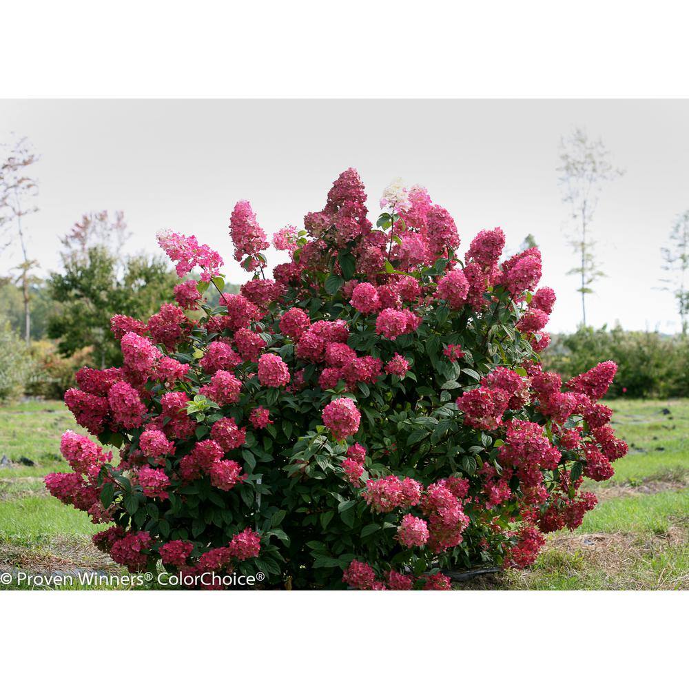 PROVEN WINNERS 1 Gal. Fire Light Hardy Hydrangea (Paniculata) Live Shrub White to Pink and Red Flowers HYDPRC1096101