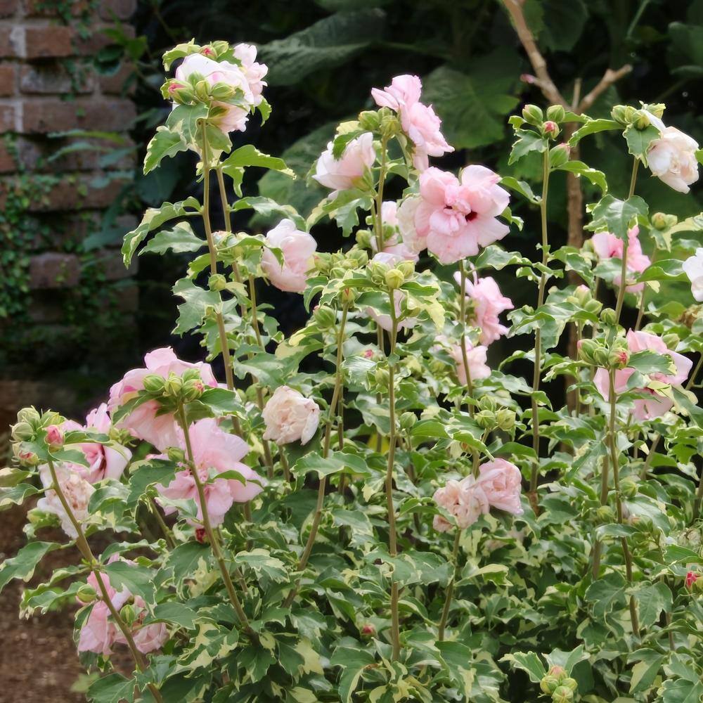 national PLANT NETWORK Hibiscus Sugar Tip Rose of Sharon Tree 1-Piece HD1540