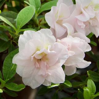 national PLANT NETWORK 2.25 Gal. Azalea Hardy Gardenia Flowering Shrub with White Blooms HD7039