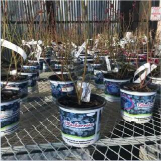 2.5 Qt. Vaccinium Fruit Bearing Blueberry Plant 1002772792