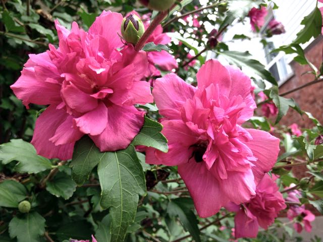 Lucy Althea Double Rosy Red Tree