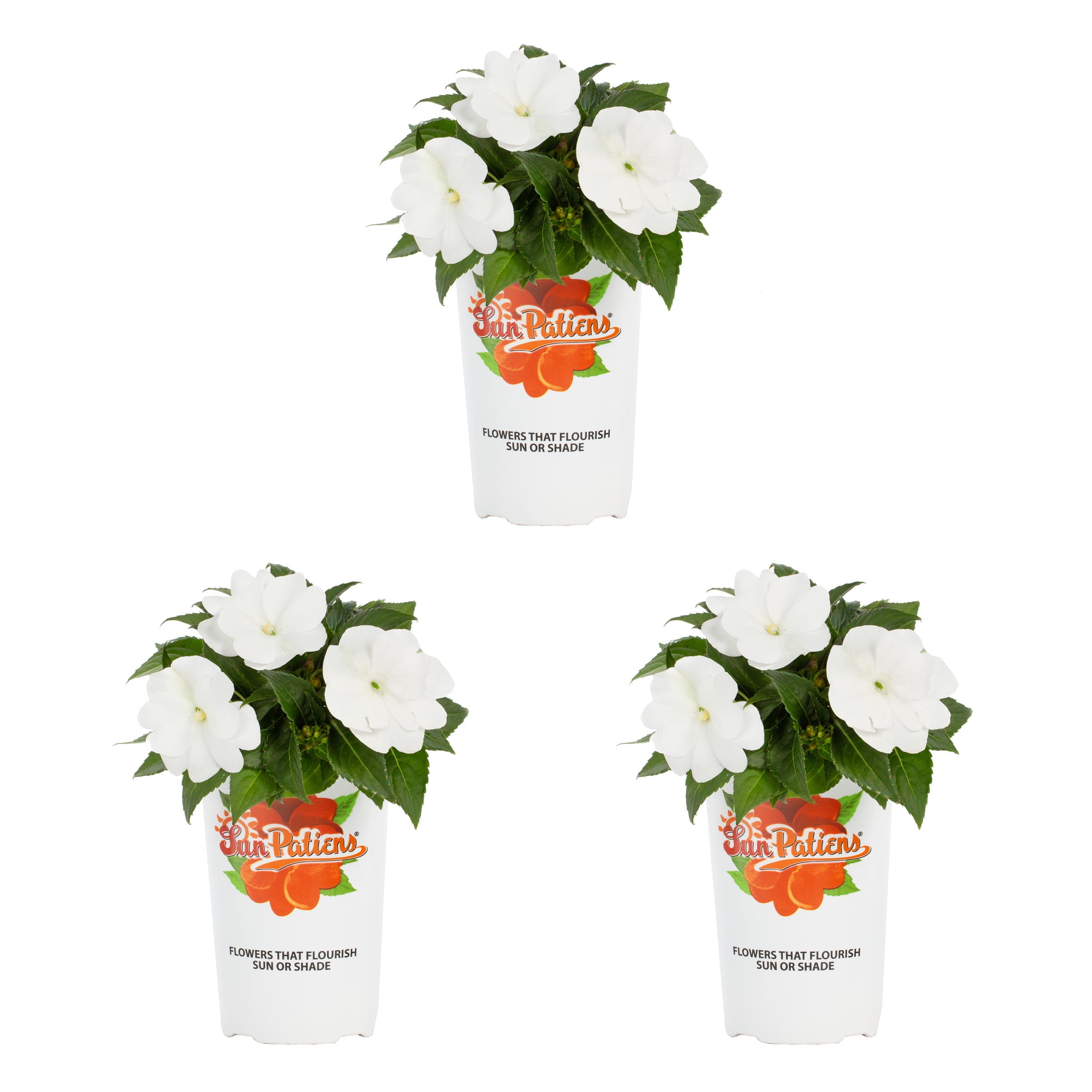 SunPatiens® Impatiens 2.5QT White Annual Live Plants (3 Pack) with Grower Pots