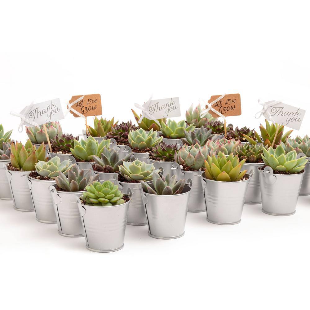 The Succulent Source 2 in. Wedding Event Rosette Succulents Plant with Silver Metal Pails and Thank You Tags (100-Pack) 2-R-S-TY-100