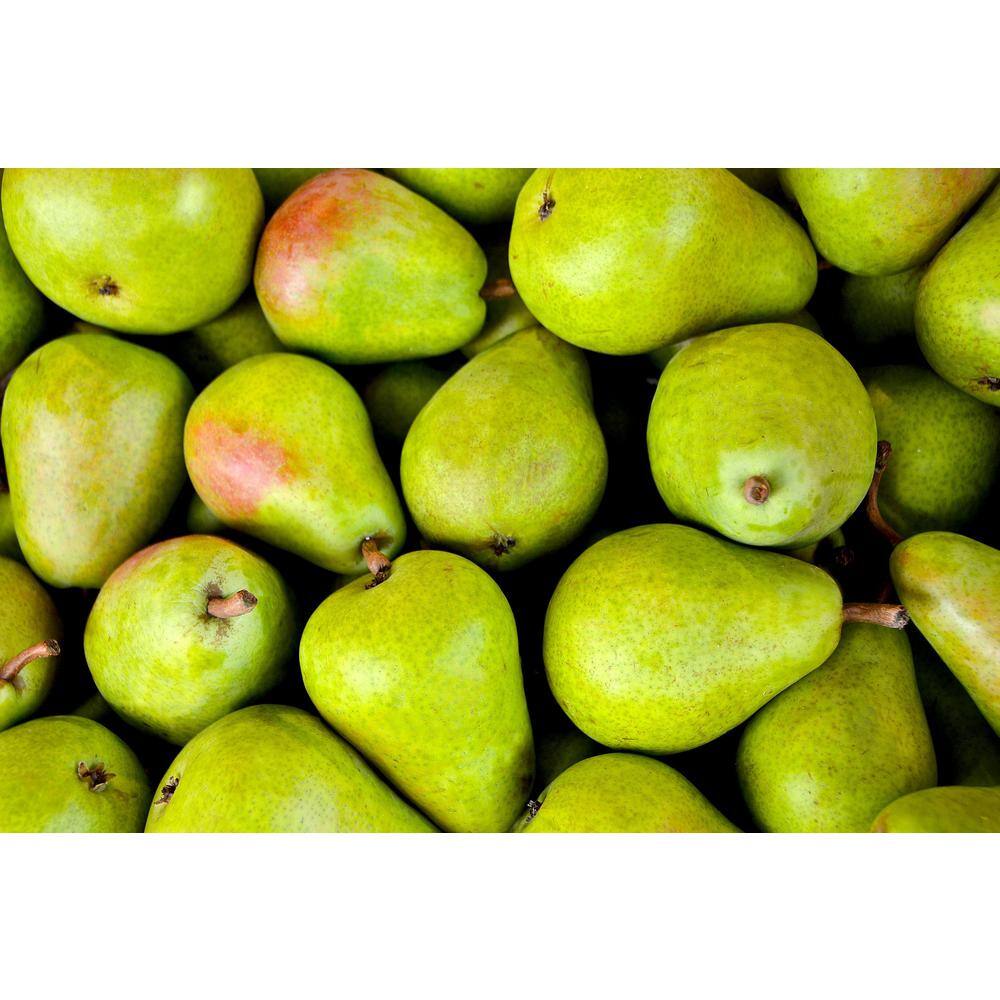Online Orchards Dwarf Comice Pear Tree Bare Root FTPR002