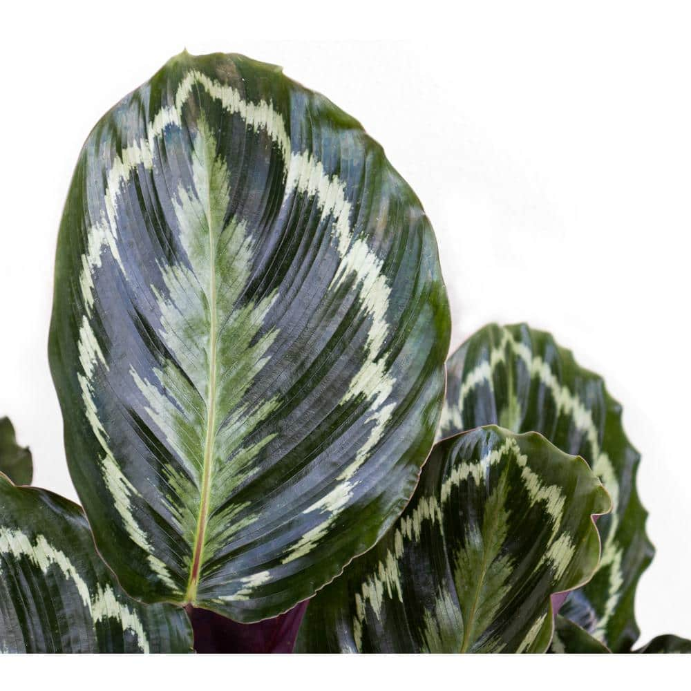 United Nursery Calathea Medallion Live Prayer Plant in 9.25 inch Grower Pot 02278