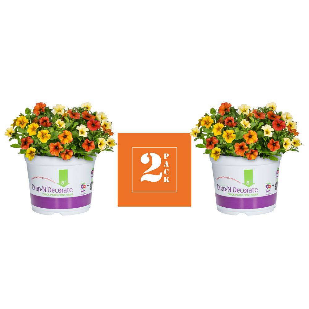 METROLINA GREENHOUSES 3 Qt. Drop N Decorate Petchoa Bonfire Mix Annual Plant (2-Pack) 4287